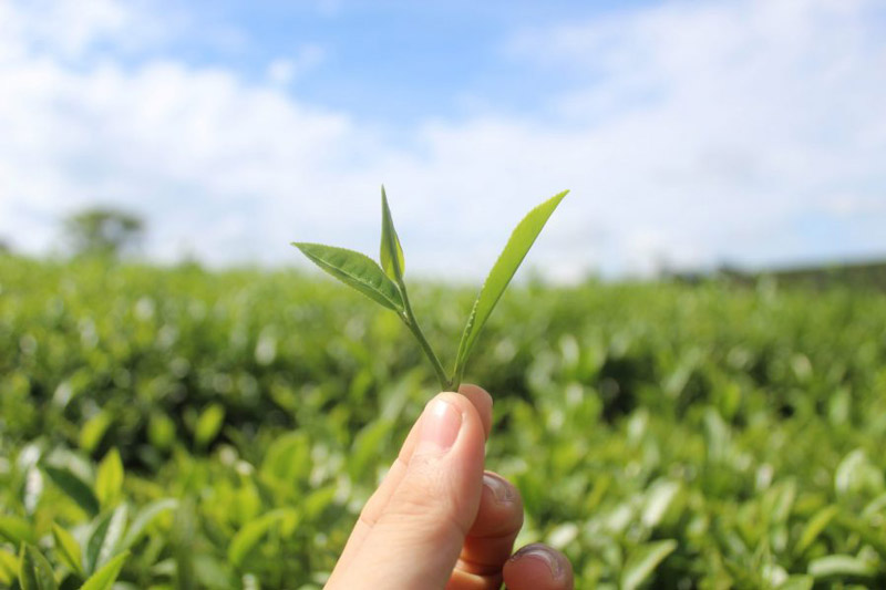 Những lợi ích của trà Oolong mang lại