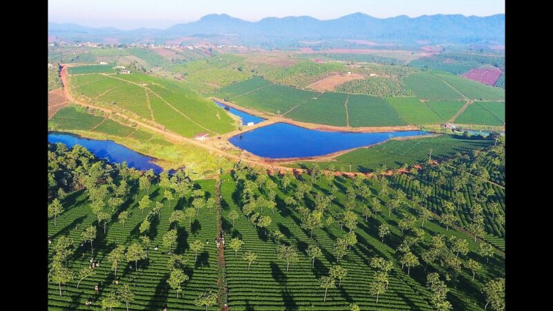 Video về đồi trà Ôlong