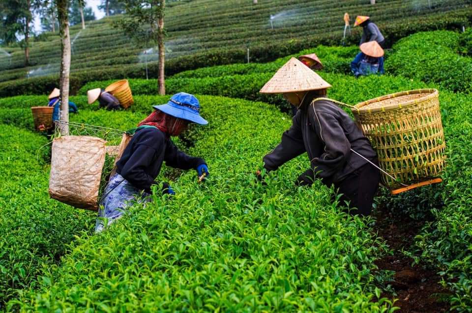 Những người thợ tận tay hái những búp trà xanh mơn mởn để tạo nên một trà Oolong Kim Tuyên cao cấp đến với người tiêu dùng. Những người thợ tận tay hái những búp trà xanh mơn mởn để tạo nên một trà Oolong Kim Tuyên cao cấp đến với người tiêu dùng.