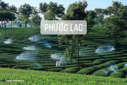 Nong truong tra phuoc lac