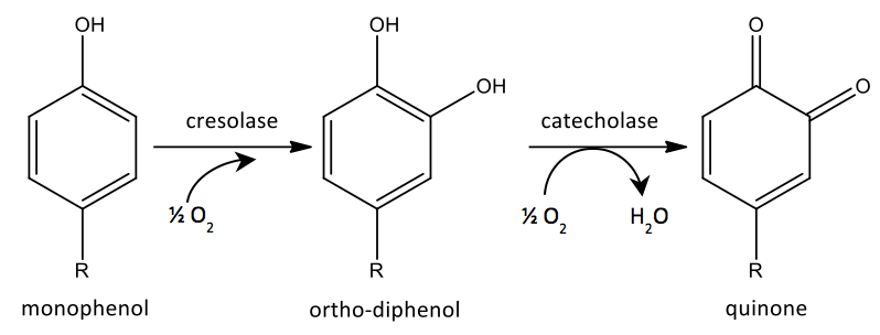 enzyme polyphenoloxydase có trong trà Oolong