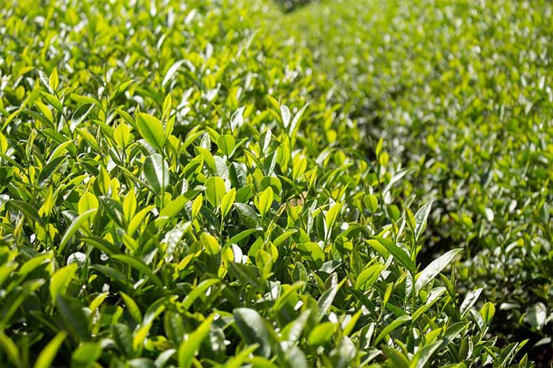 Nguyên liệu trà Oolong