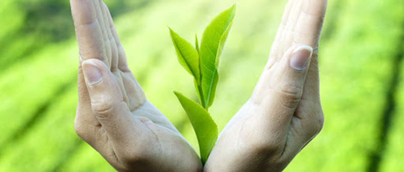 uống trà Oolong tốt cho sức khỏe người sử dụng